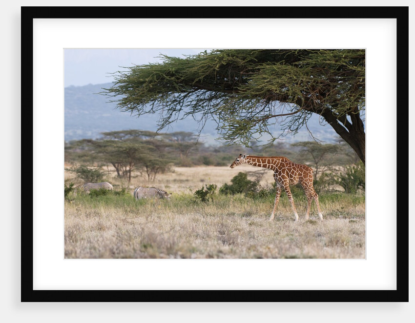 Masai Giraffe (Giraffa camelopardalis), Samburu, Kenya by Anonymous