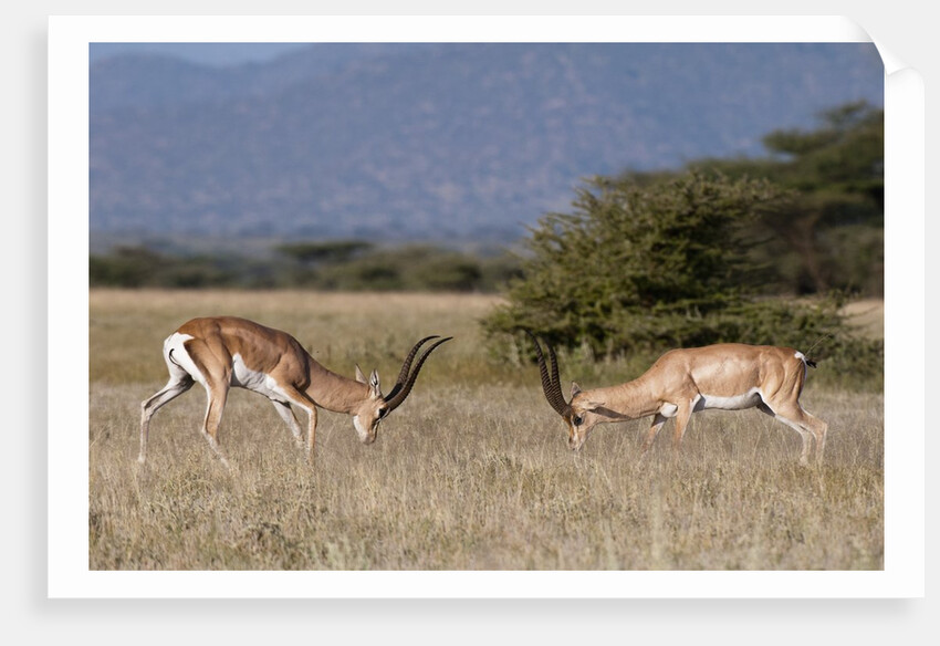 Grants Gazelle fighting by Anonymous