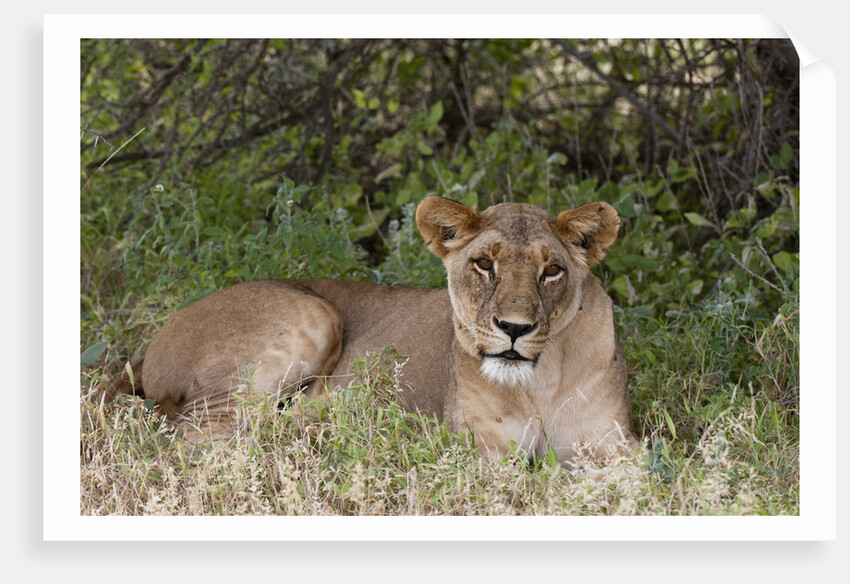 Lioness (Panthera leo), Samburu, Kenya by Anonymous