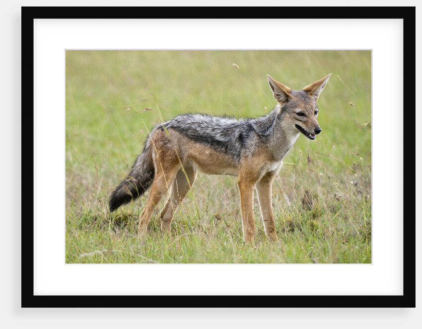 Black Backed Jackal (Canis mesomelas), Masai Mara, Kenya by Anonymous
