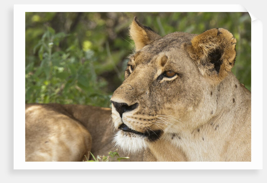Lioness (Panthera leo), Samburu, Kenya by Anonymous