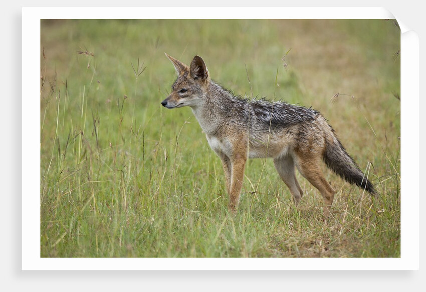Black Backed Jackal (Canis mesomelas), Masai Mara, Kenya by Anonymous