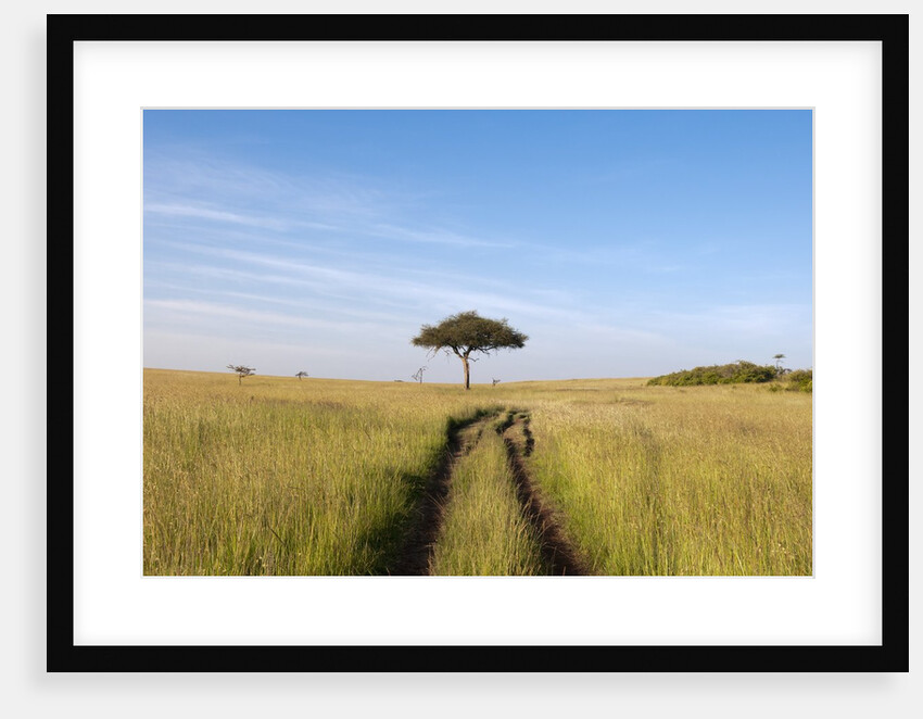 Road on savannah and Acacia, Masai Mara, Kenya by Anonymous