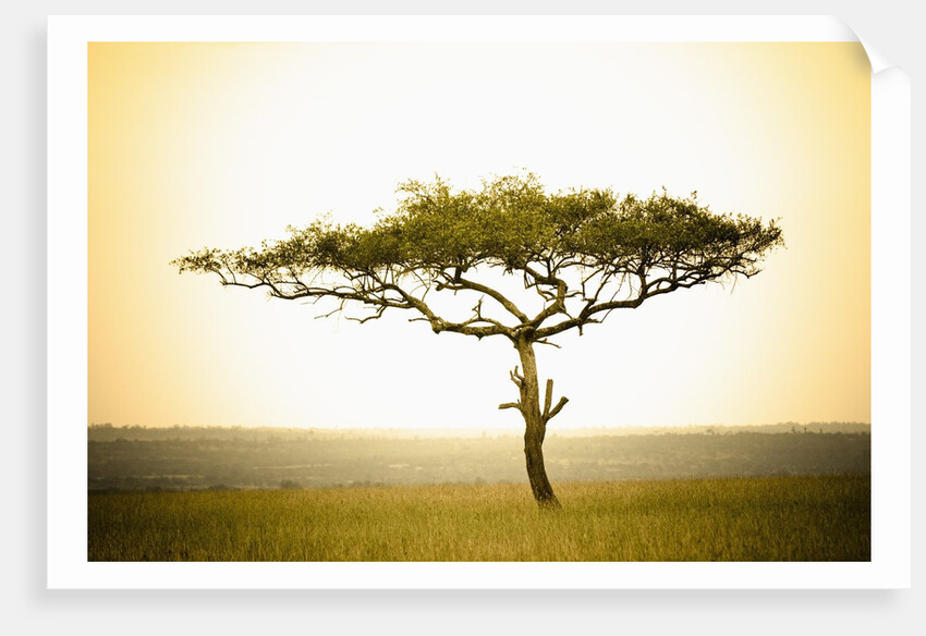 Acacia, Masai Mara, Kenya by Anonymous