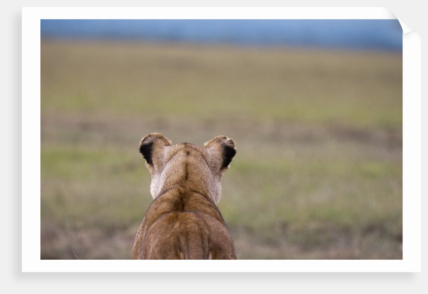 Lioness stalking by Anonymous