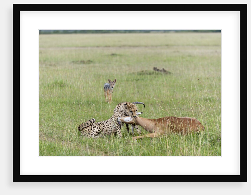 Cheetah (Acynonix jubatus) with Impala kill by Anonymous