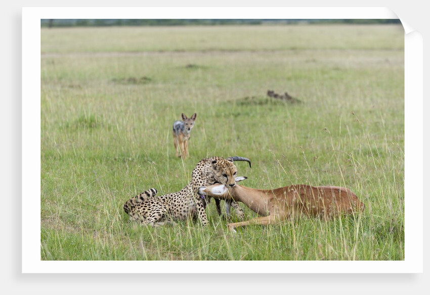 Cheetah (Acynonix jubatus) with Impala kill by Anonymous