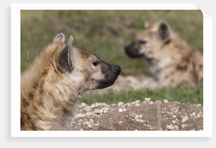 Spotted Hyena (Crocuta crocuta), Masai Mara, Kenya by Anonymous