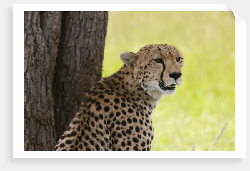 Cheetah (Acynonix jubatus), Masai Mara, Kenya by Anonymous