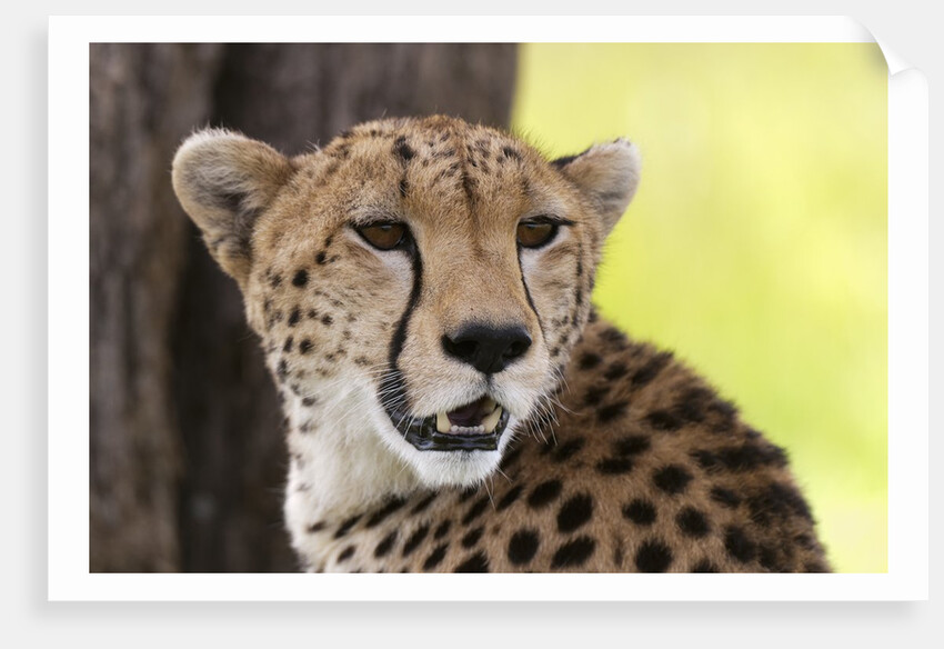 Cheetah (Acynonix jubatus), Masai Mara, Kenya by Anonymous