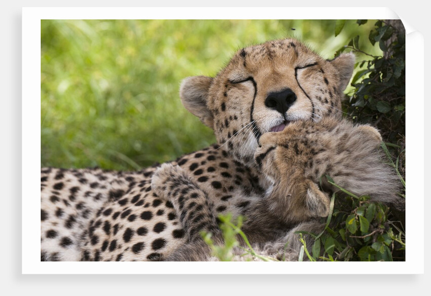 Cheetah (Acinonyx jubatus) and cub, Masai Mara, Kenya by Anonymous