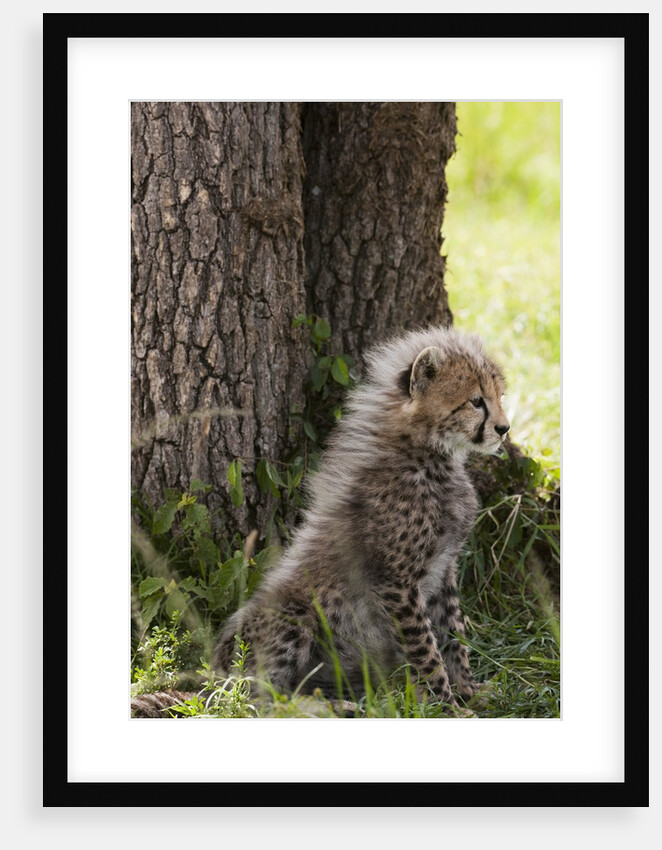 Cheetah cub (Acinonyx jubatus), Masai Mara, Kenya by Anonymous