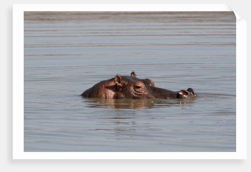 Hippopotamus, Masai Mara by Anonymous