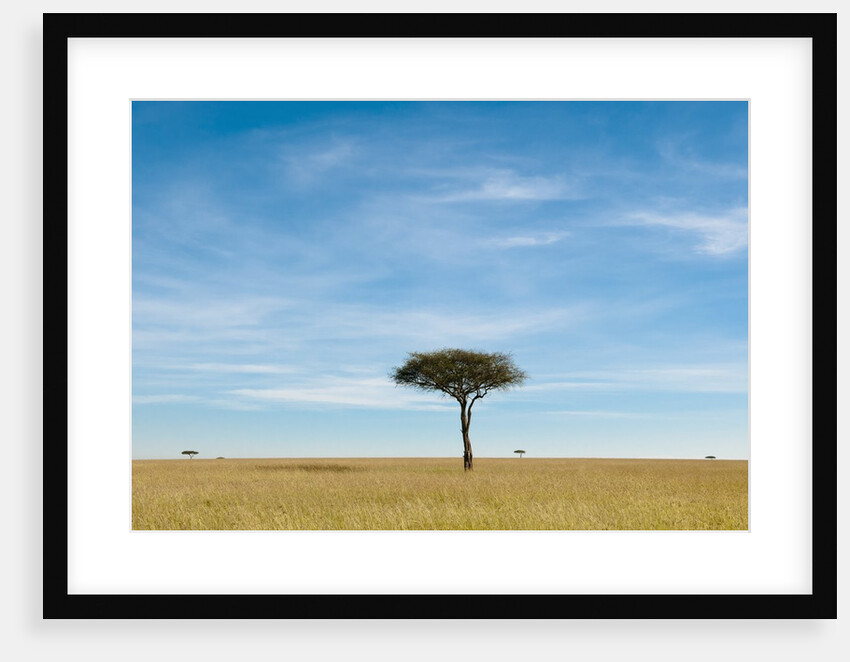 Acacia, Masai Mara, Kenya by Anonymous