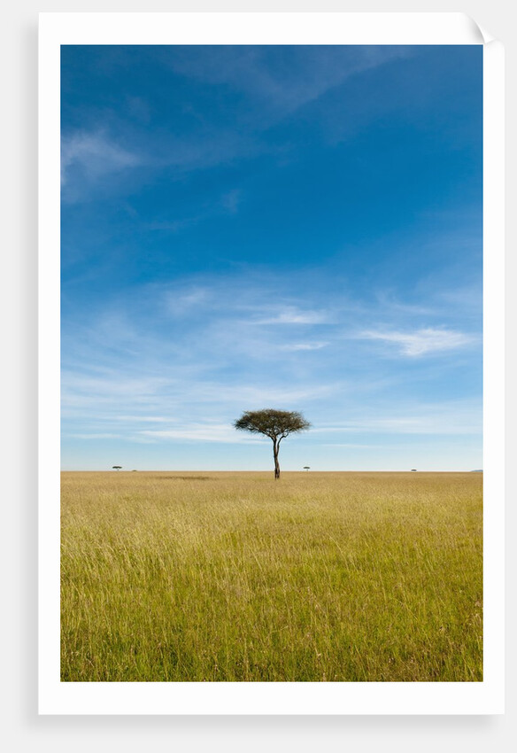 Acacia, Masai Mara, Kenya by Anonymous