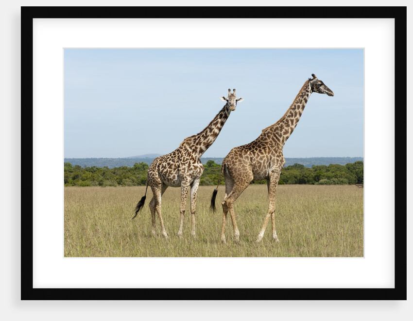 Masai Giraffe (Giraffa camelopardalis), Masai Mara, Kenya by Anonymous