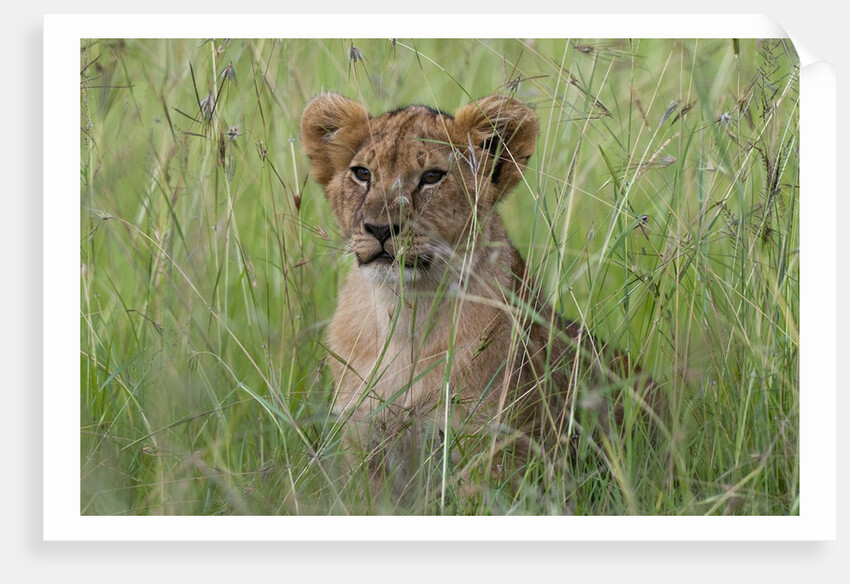 Lion cubs (Panthera leo), Masai Mara, Kenya by Anonymous