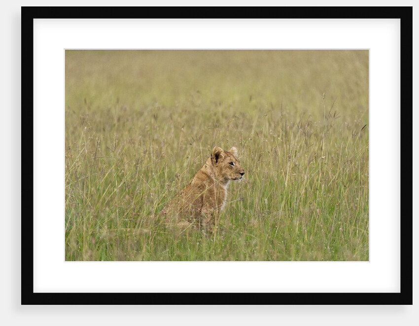 Lion cubs (Panthera leo), Masai Mara, Kenya by Anonymous
