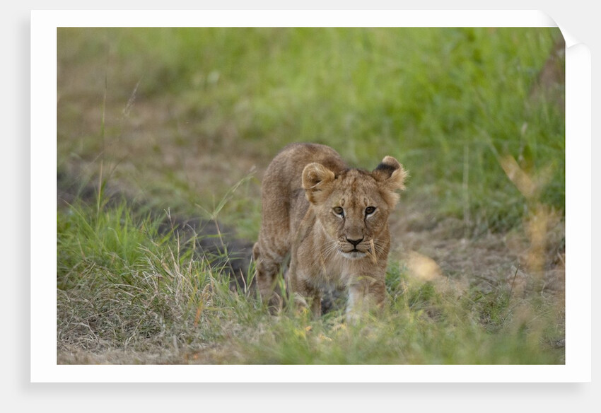 Lion cubs (Panthera leo), Masai Mara, Kenya by Anonymous