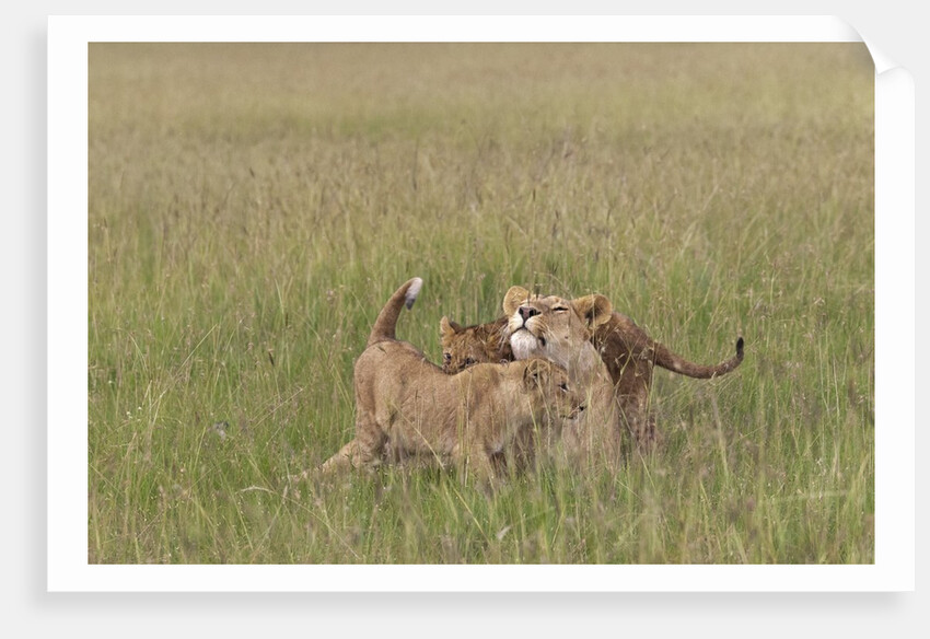 Lion cubs with mother by Anonymous