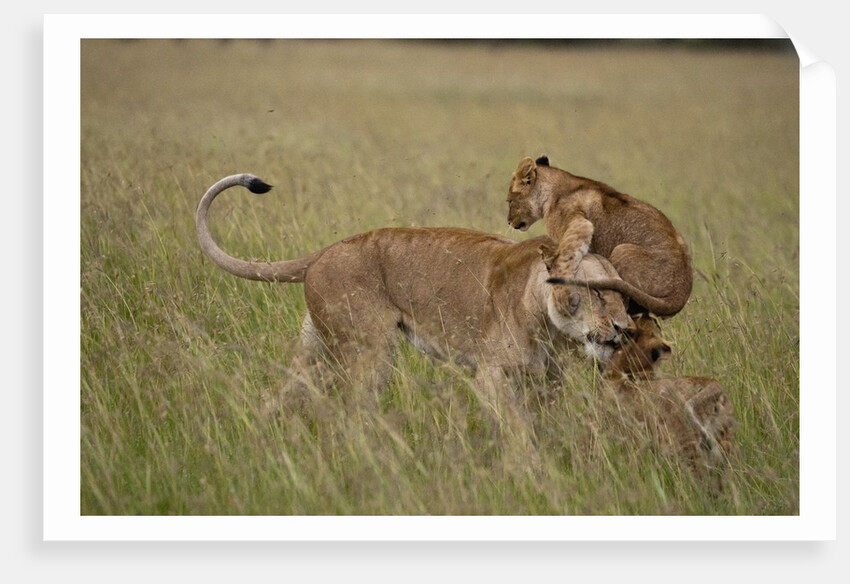 Lioness and cub by Anonymous