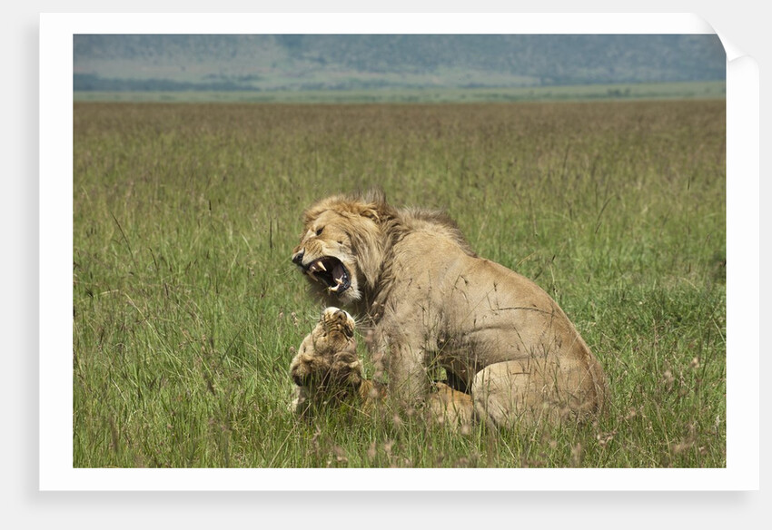 Lions mating by Anonymous