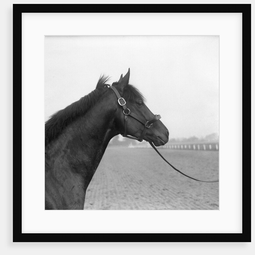 Racehorse Begins Training by Anonymous