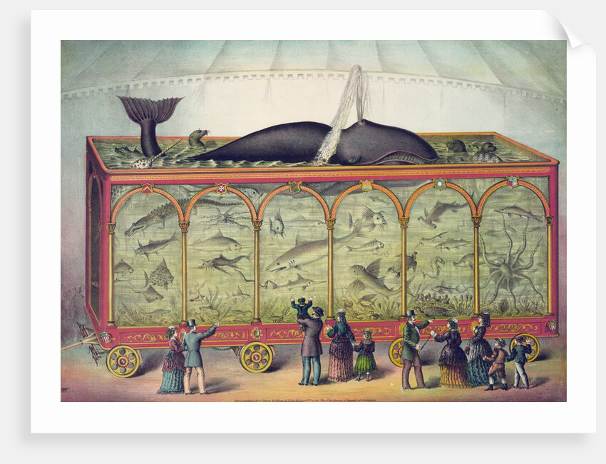 Lithograph of 19th century traveling aquarium by Anonymous