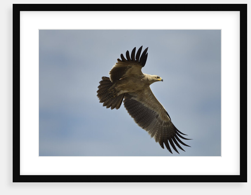 Tawny Eagle, Ngorongoro Conservation Area, Tanzania by Anonymous