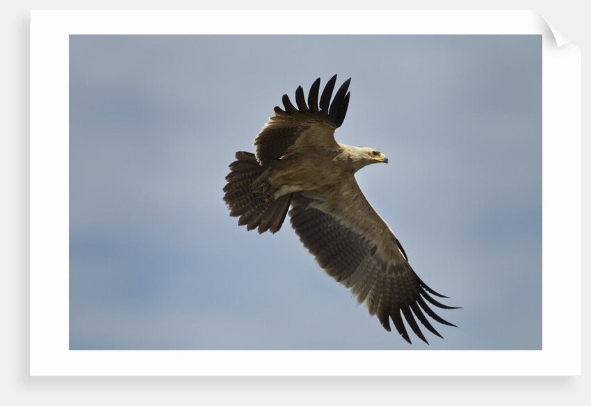 Tawny Eagle, Ngorongoro Conservation Area, Tanzania by Anonymous