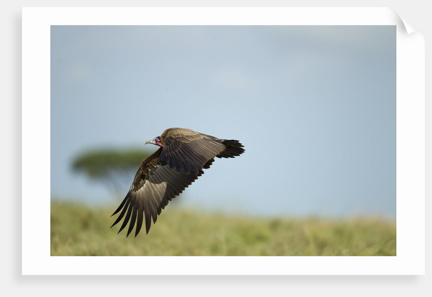 Hooded Vulture, Ngorongoro Conservation Area, Tanzania by Anonymous