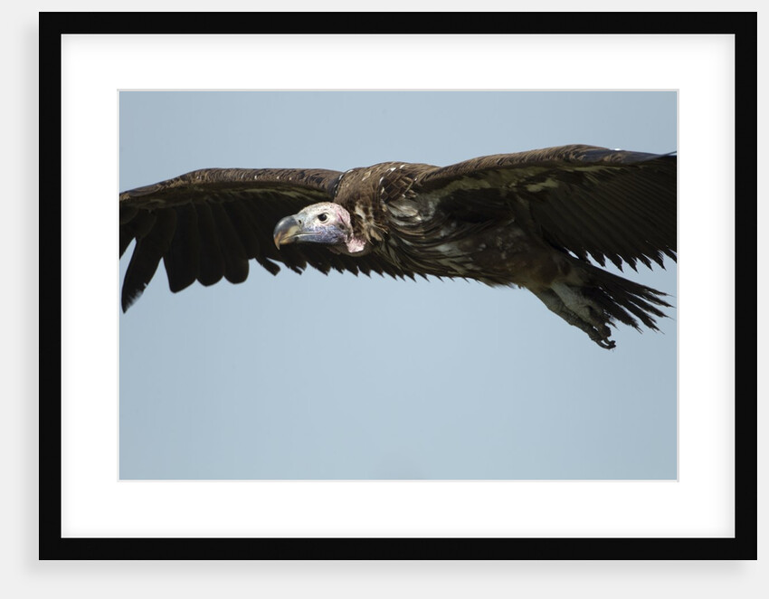 Lappet-Faced Vulture, Ngorongoro Conservation Area, Tanzania by Anonymous