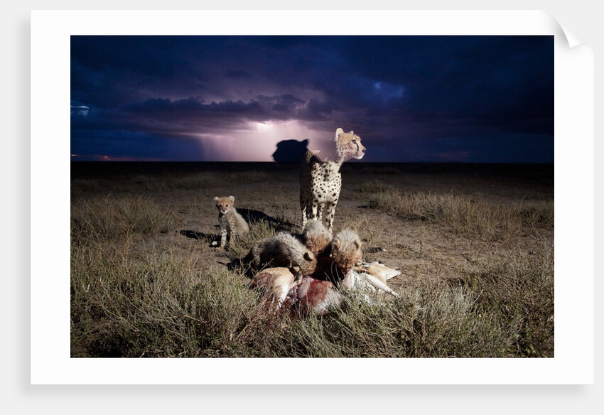 Cheetah and Lightning Storm, Ngorongoro Conservation Area, Tanzania by Anonymous