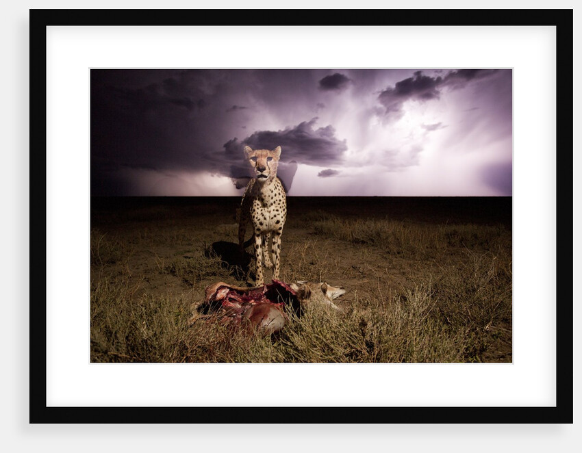 Cheetah and Lightning Storm, Ngorongoro Conservation Area, Tanzania by Anonymous