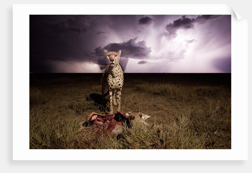 Cheetah and Lightning Storm, Ngorongoro Conservation Area, Tanzania by Anonymous