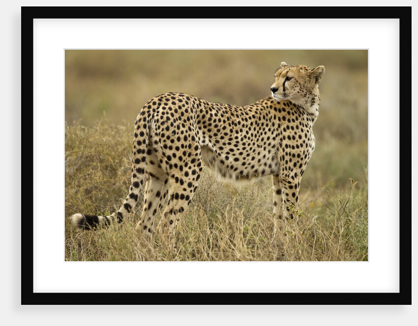 Cheetah, Ngorongoro Conservation Area, Tanzania by Anonymous