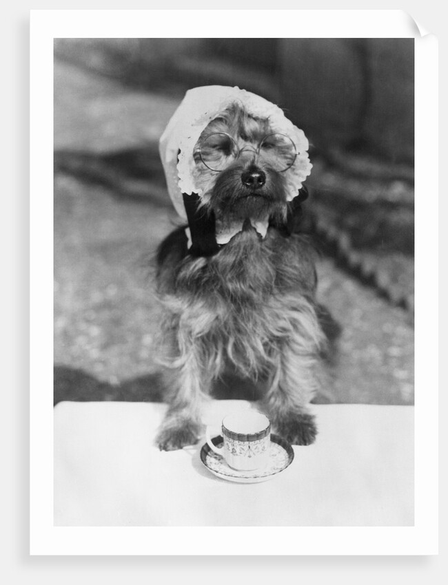 Dog wearing bonnet with cup of tea by Anonymous