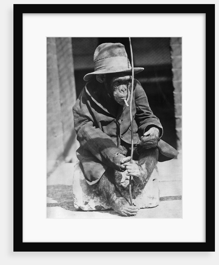 Monkey wearing jacket smoking cigarette by Anonymous