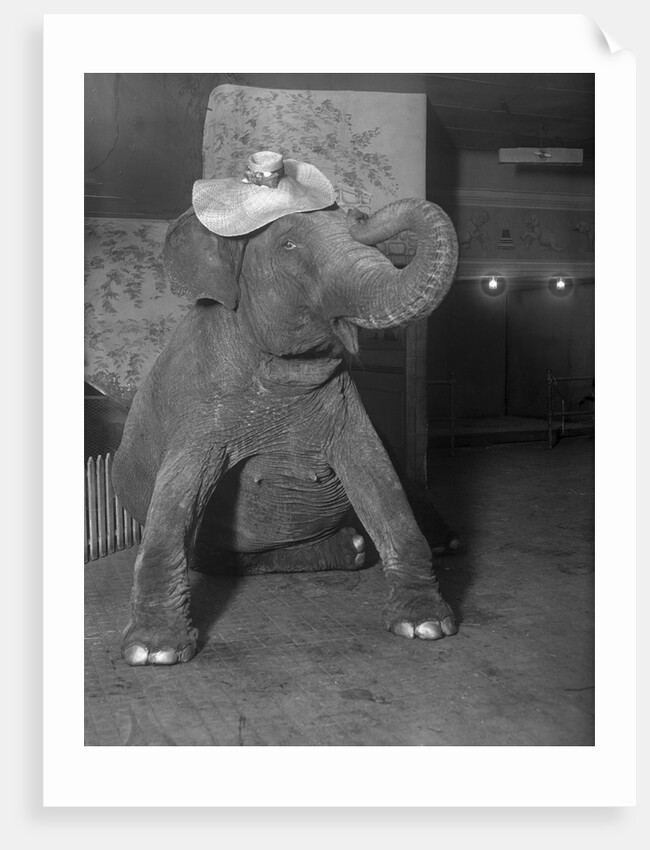 Baby elephant wearing straw hat by Anonymous