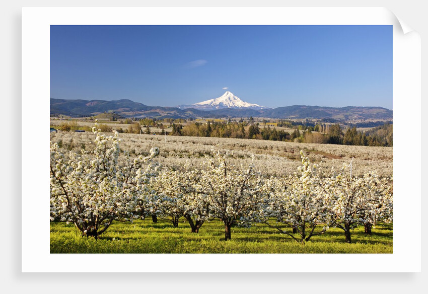 Hood River Valley and spring blossoms with Mt. Hood. Oregon by Anonymous