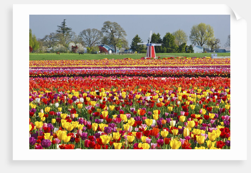 Tulip field by Anonymous