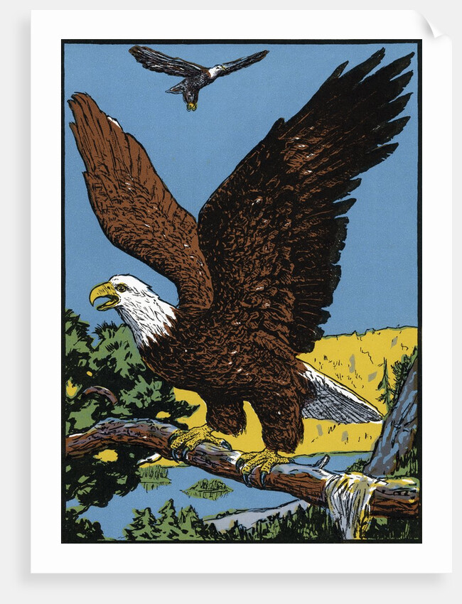 Vintage Illustration of a Bald Eagle. by Anonymous