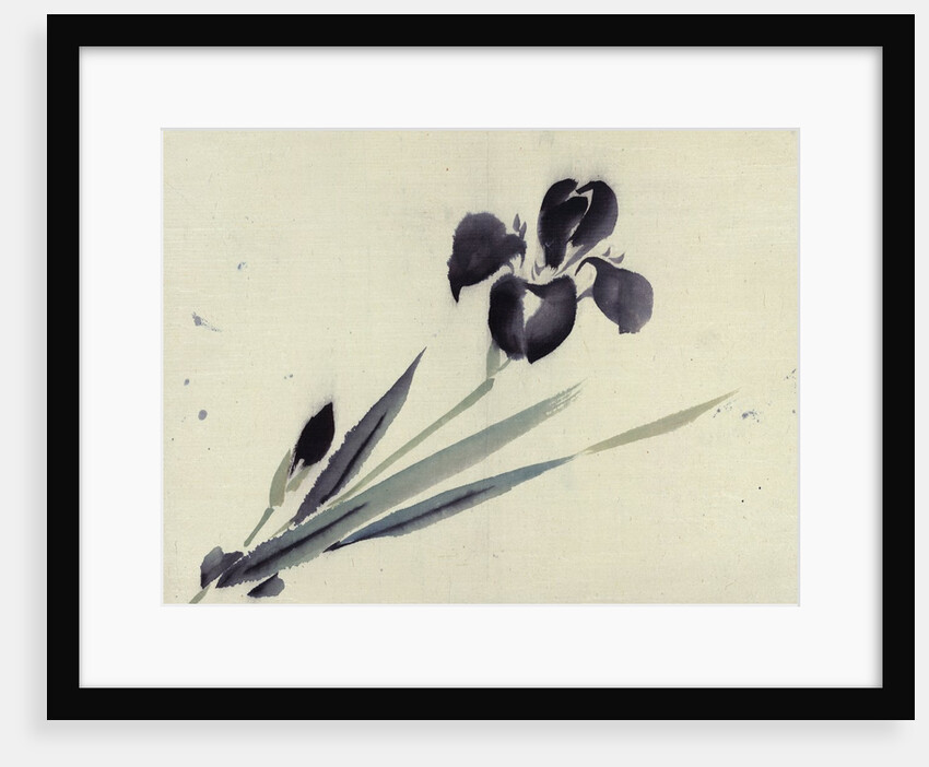 Iris by Anonymous