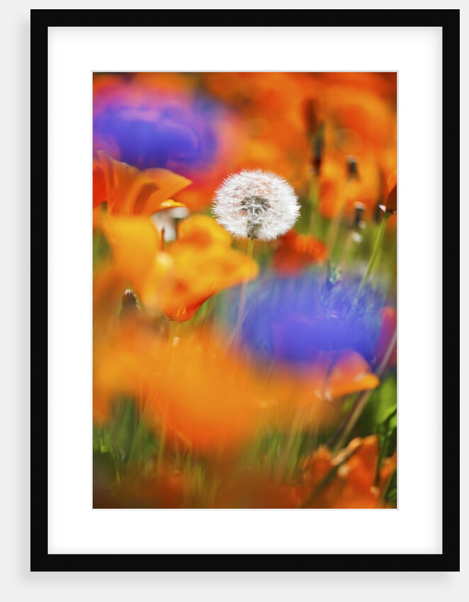 closeup wildflowers, Hood River, Colubia River Gorge National Scenic Area. Oregon. by Anonymous