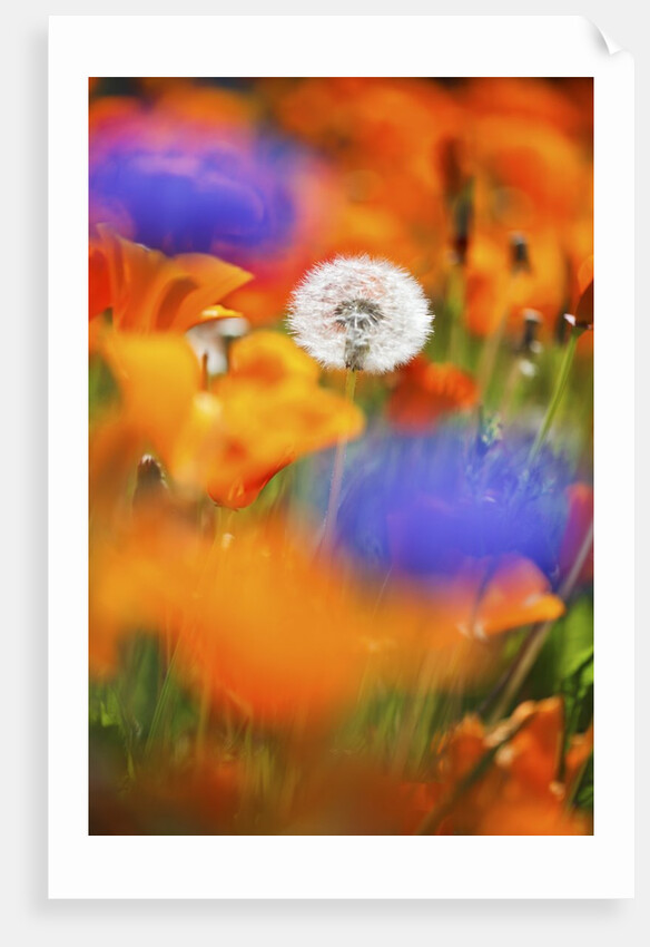closeup wildflowers, Hood River, Colubia River Gorge National Scenic Area. Oregon. by Anonymous