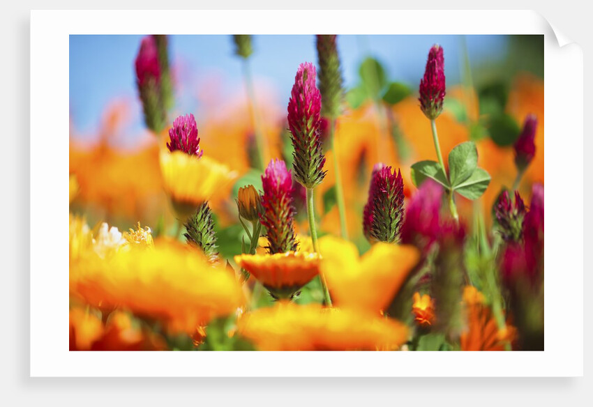 closeup wildflowers, Hood River, Colubia River Gorge National Scenic Area. Oregon. by Anonymous