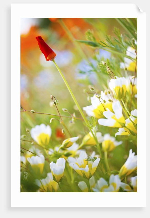 closeup wildflowers, Hood River, Colubia River Gorge National Scenic Area. Oregon. by Anonymous