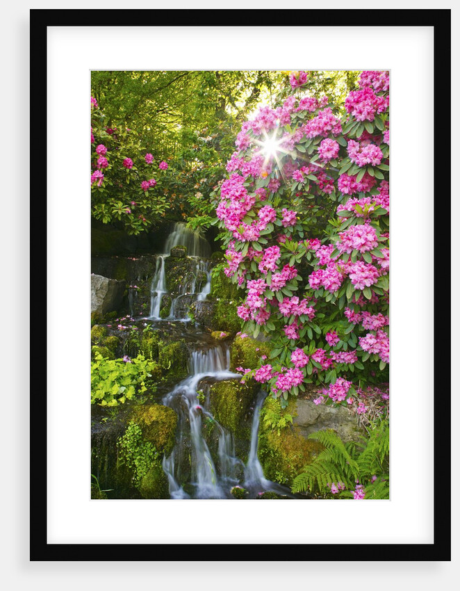 spring flowers in Crystal Springs Rhododendron Garden. Portland Oregon. by Anonymous