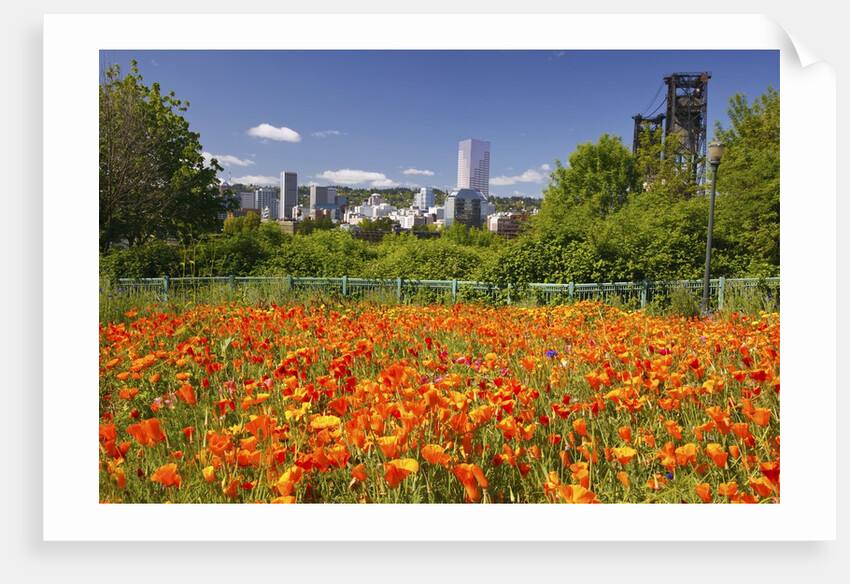 wild flowers add beauty to Portland. Oregon. Pacific Northwest. by Anonymous