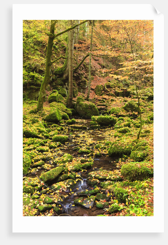 Fall colours in a forest by Anonymous